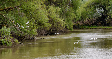 Small Egret (Egretta garzetta) fly over one of the Danube Delta Biosphere Reserve, Romania. The delta has the widest variety of bird species in the world (over 300 species).