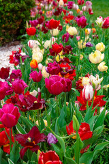 Colorful flower beds during the annual April tulip festival in Istanbul