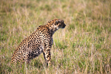 A cheetah sits in the grass landscape of the savanna of Kenya