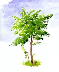 Young tree with green leaves in summer. Watercolor illustration on white background