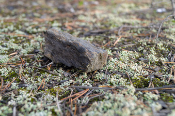 Close Up of Green Lichen and Moss Textures Growing on a Rock background