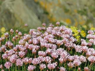 Small pink clover flowers with blurred green hill background