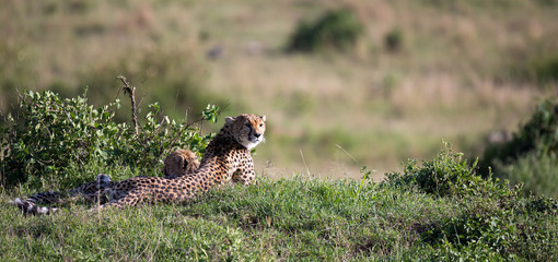 A cheetah mother with two children in the Kenyan savannah