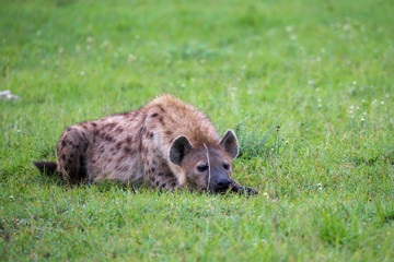 A hyena is lying in the grass in the savannah in Kenya