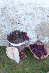 Emailschale und Topfscherbe mit Hauswurz bepflanzt