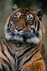 Tiger West Midlands Safari Park, UK