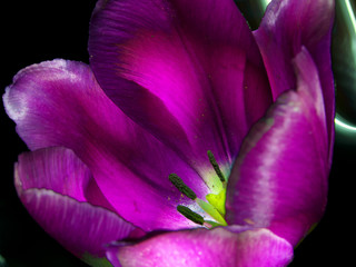 A fine art photo is a colorful tulip flower. A multicolor tulip flower with a yellow heart grows in a clearing.