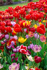 Colorful flower beds during the annual April tulip festival in Istanbul