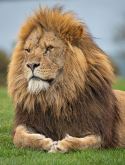 Naklejka na ściany i meble Lion West Midlands Safari Park, UK
