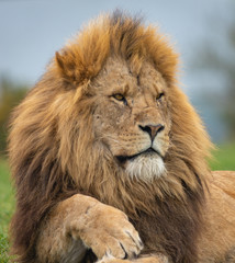 Lion West Midlands Safari Park, UK