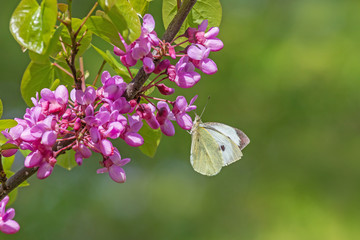 white cabbage butterfly sitting on pink acacia blossoming at spring