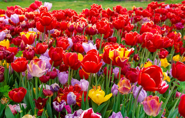 Fototapeta premium Colorful flower beds during the annual April tulip festival in Istanbul