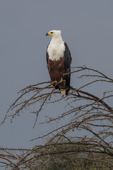 eagle sitting in a tree