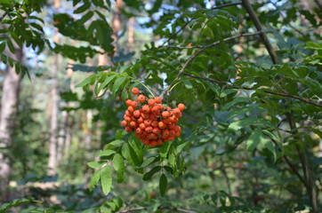 Plants in the summer deciduous forest red rowan