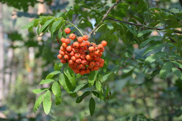 Plants in the summer deciduous forest red rowan