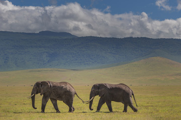 Fototapeta premium two elephants walking