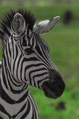 Fototapeta na wymiar Zebra with a nice haircut