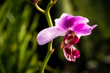 closed up macro shot of a beautiful purple orchid 
