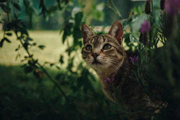 Naklejka na ściany i meble Cat exploring Garden