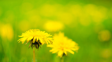 Spring background with dandelion