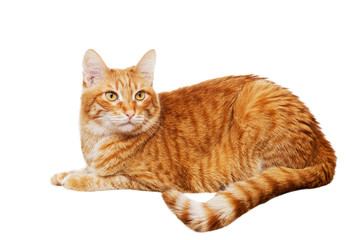 Portrait of a lying ginger cat isolated on white
