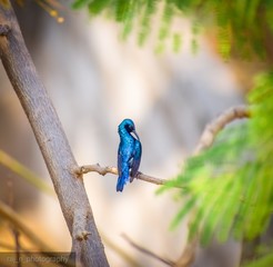Purple Sunbird