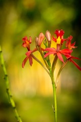 closed up macro shot of a beautiful red orchid 