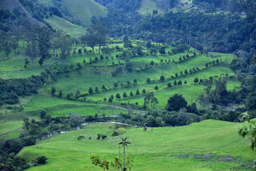 Vivid green landscape in Los Nevados National Park. Cocora Valley near Salento, Colombia