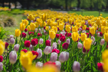 an array of spring flowers