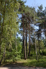 forest tree nature green landscape park