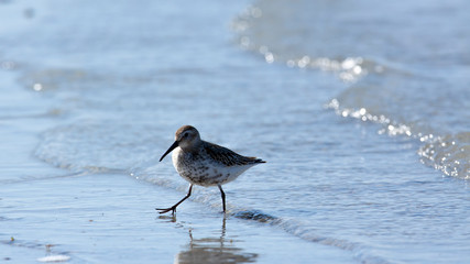 Ein Alpenstrandläufer im Flachwasser bei Sonnenschein und Wellengang
