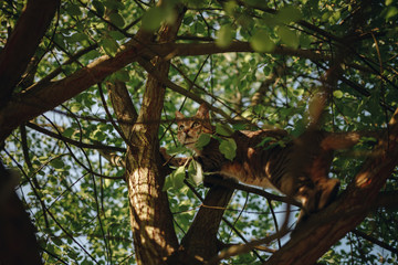 Cat in a tree