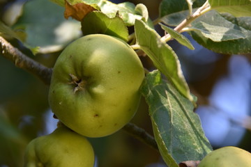 Pomme verte bio