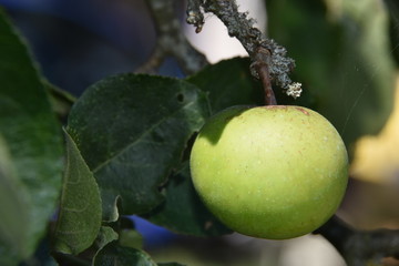 Pomme verte bio