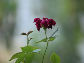 Red flower, Yellow flower, Sunset, Birds on a tree, Purple flower, Pink flower 