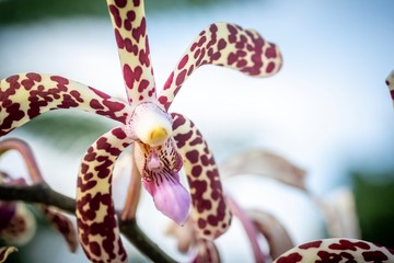 closed up macro shot of a beautiful purple orchid 