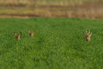 roe deers,  two deos an a buck