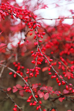 Ripe berries of barberry