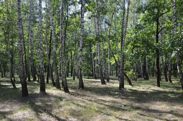 forest tree nature green landscape park