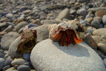 A close up photograph of cancer hermit on stone. Macro photo