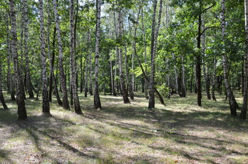 forest tree nature green landscape park