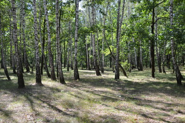 forest tree nature green landscape park