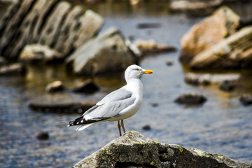 Seagull on a stone against the background of lakes in the mountains of Snowdonia in Wales, UK.