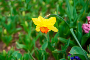 Colorful flower beds during the annual April tulip festival in Istanbul