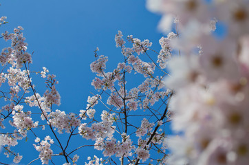 Looking up through the soft pink cherry tree blossoms in the clear spring season. 