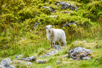 Fototapeta na wymiar A small lamb grazing on the grass in England.