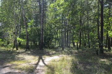 Obraz premium forest tree nature green landscape park