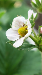 Erdbeerblüte Nahaufnahme mit grünen Blättern im Hintergrund