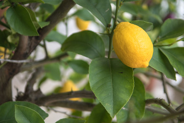 Imperial lemon citrus tree