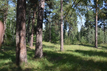 forest tree nature green landscape park